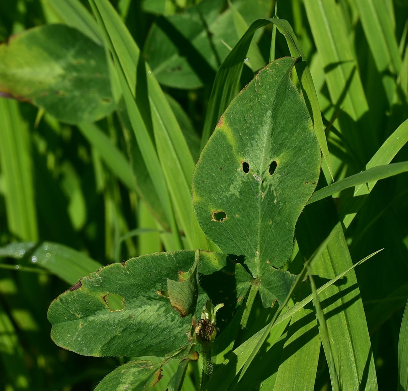 Image of Trifolium pratense specimen.
