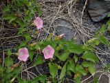 Calystegia amurensis. Части цветущих побегов. Хабаровский край, Комсомольский р-н, с. Верхняя Эконь, берег р. Амур, на сопке. 07.07.2026.
