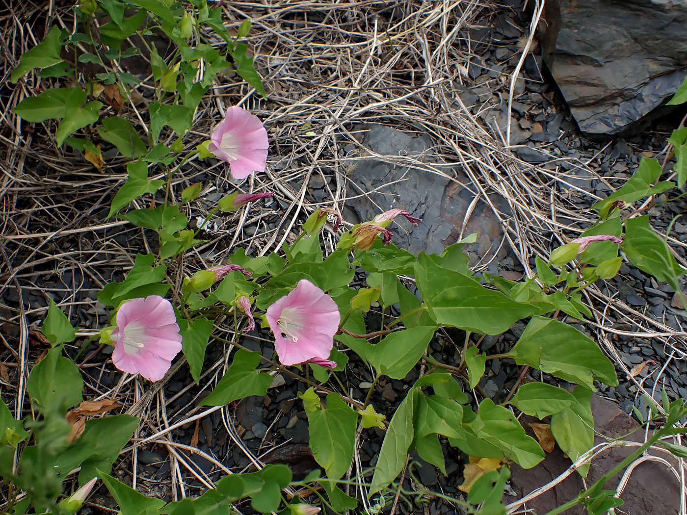 Изображение особи Calystegia amurensis.