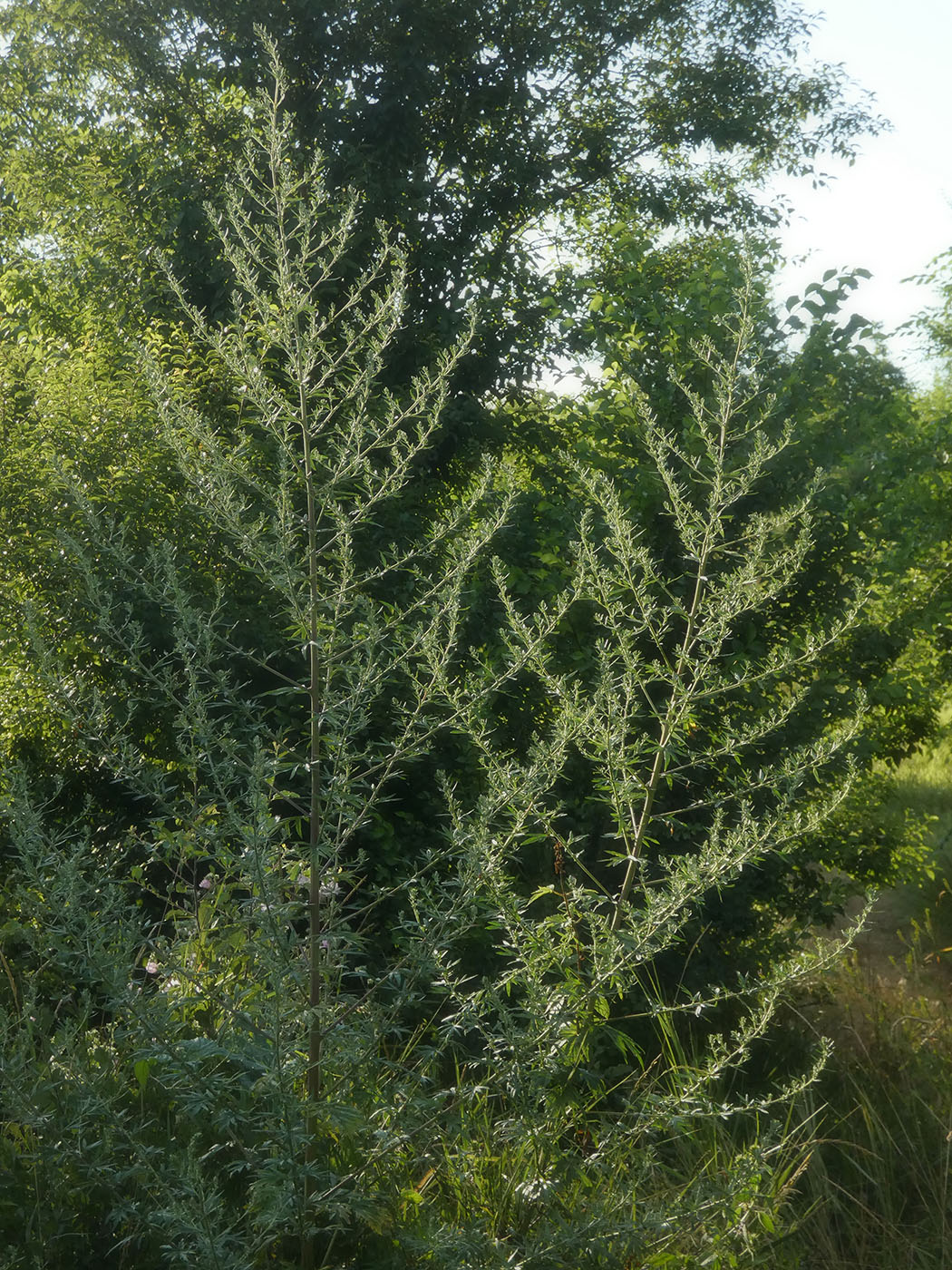 Изображение особи род Artemisia.