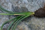 genus Muscari. Нижняя часть растения. Турция, ил Артвин, р-н Юсуфели, левый берег р. Бархал-Чайи над порогом, выс. 1800 м н.у.м., скальная полка. 14 июня 2026 г.