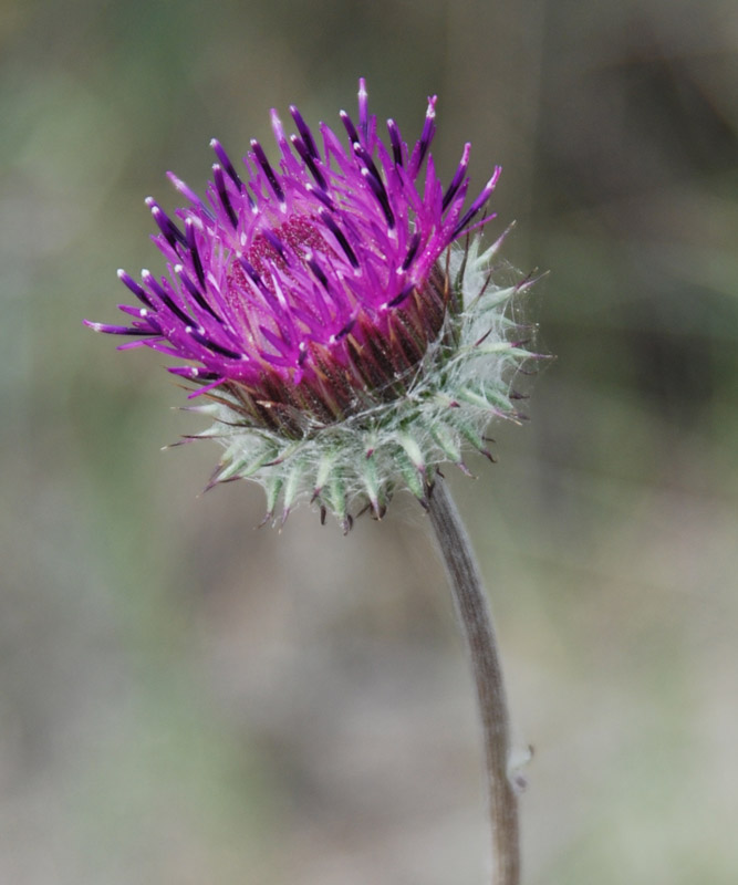 Image of Jurinea roegneri specimen.