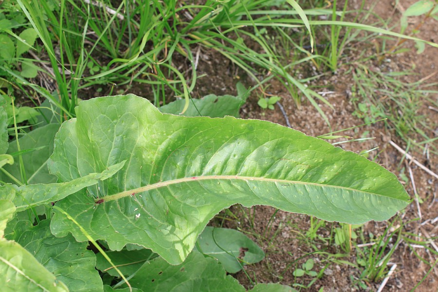 Image of Rumex aquaticus specimen.