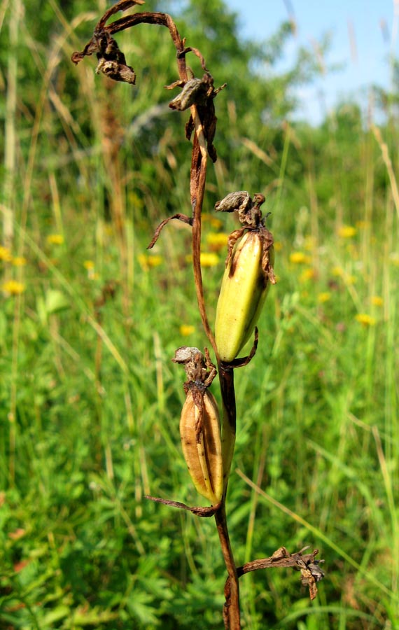 Image of Ophrys oestrifera specimen.