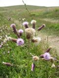 Cirsium incanum. Верхушка растения с соцветиями и соплодиями. Крым, Черноморский р-н, солёное озеро Донузлав, западное побережье. 3 июля 2011 г.