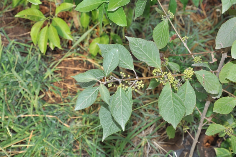 Image of Callicarpa dichotoma specimen.