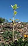 Helianthus annuus