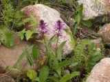 Pedicularis verticillata