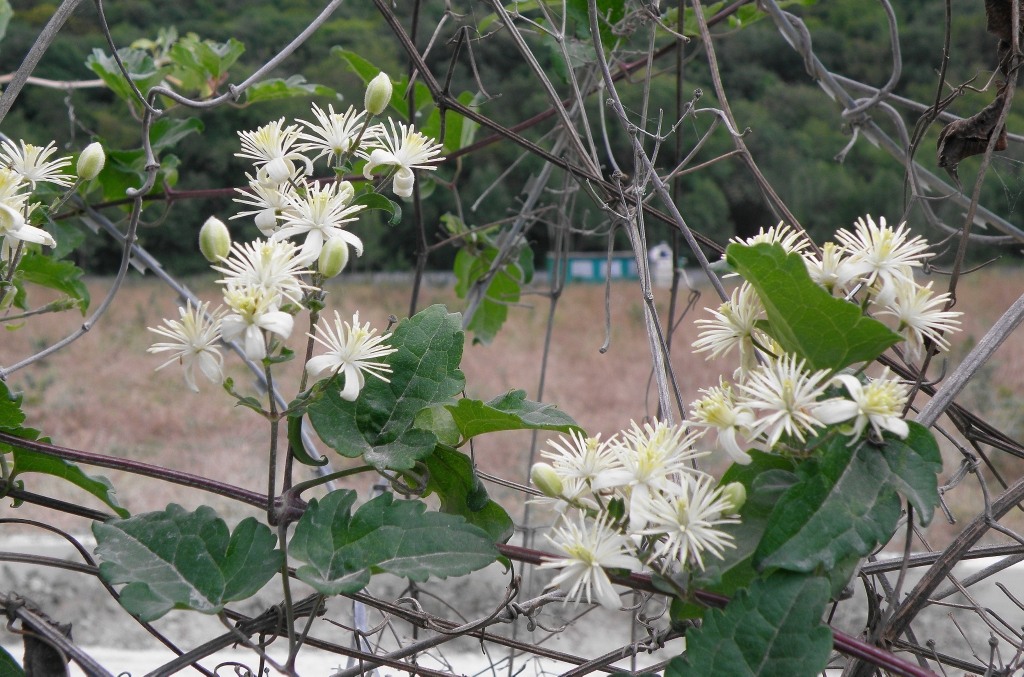 Image of Clematis vitalba specimen.