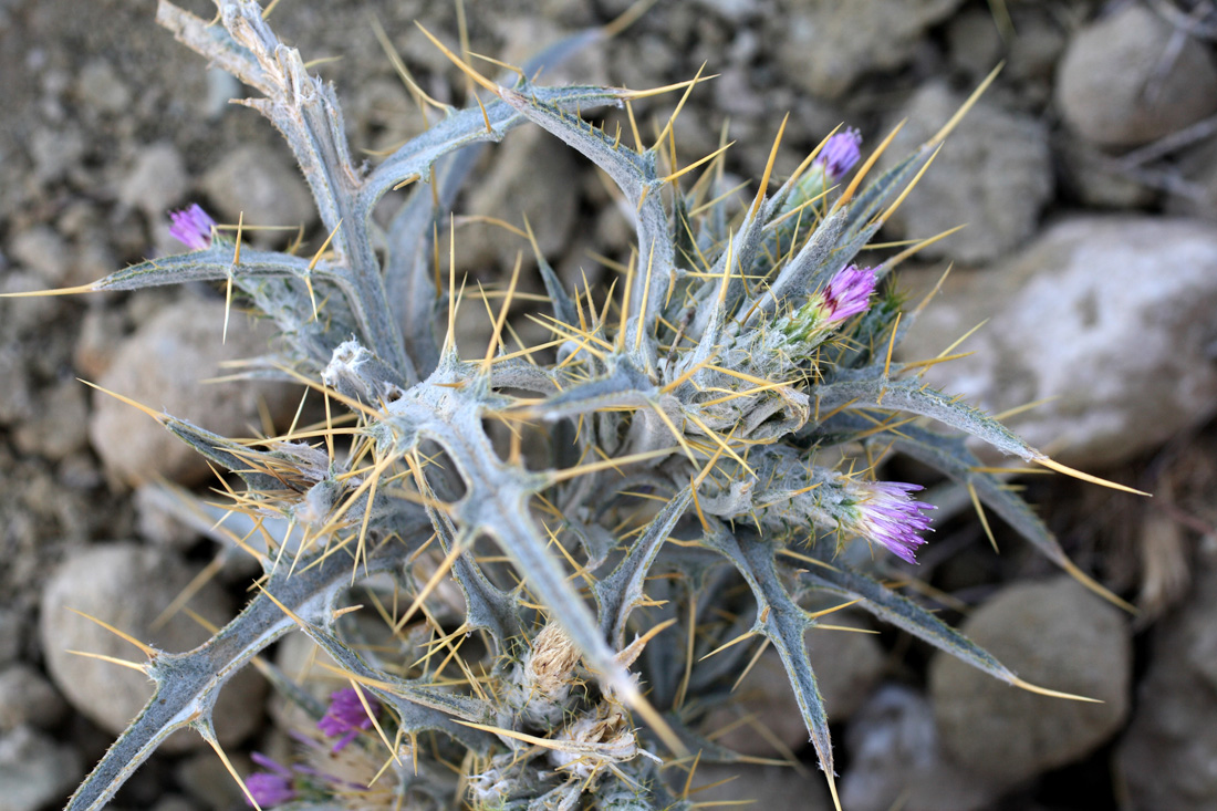 Image of Picnomon acarna specimen.