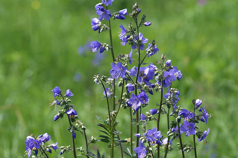 Изображение особи Polemonium caeruleum.