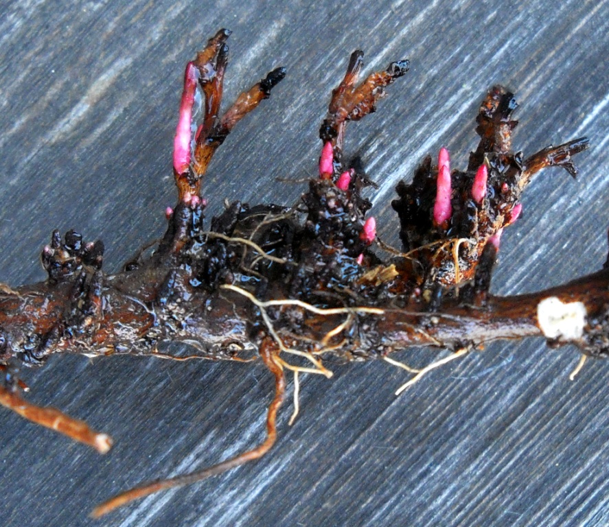 Изображение особи Euphorbia borodinii.