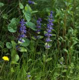 Ajuga reptans