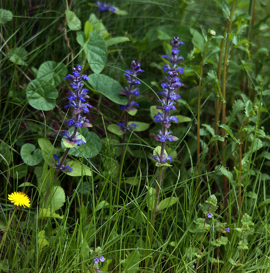 Image of Ajuga reptans specimen.