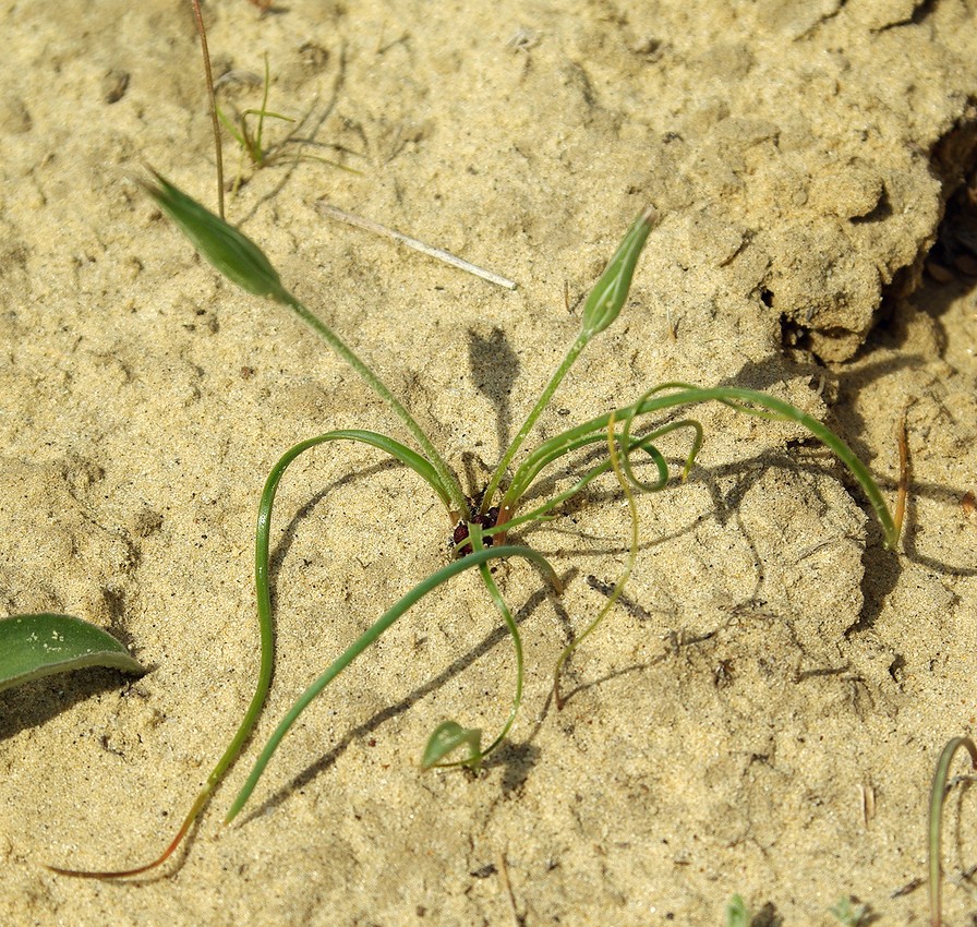 Image of Gagea bergii specimen.