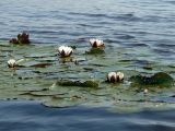 Nymphaea candida
