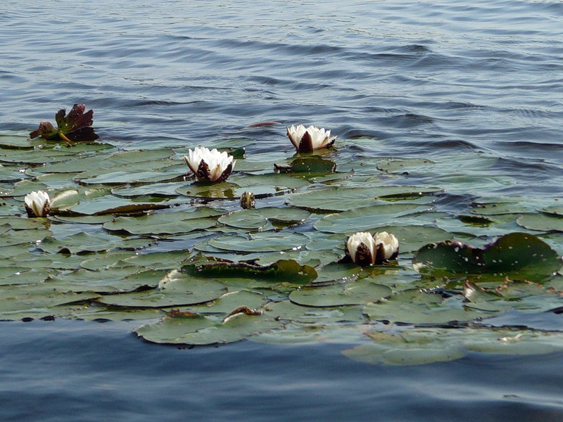 Изображение особи Nymphaea candida.