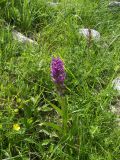 Dactylorhiza incarnata. Цветущее растение. Кабардино-Балкария, Верхняя Балкария. 07.07.2009.