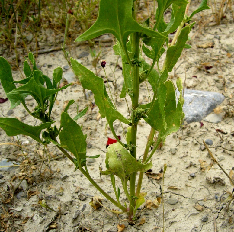 Изображение особи Spinacia turkestanica.