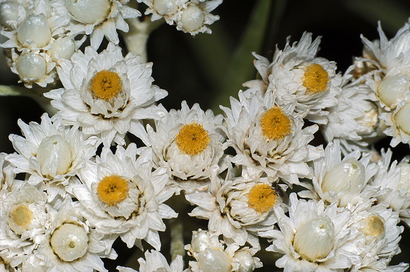 Image of Anaphalis margaritacea specimen.