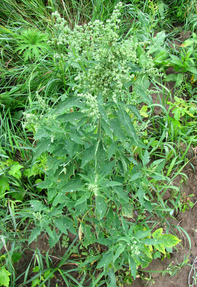 Изображение особи Chenopodium &times; striatialbum.