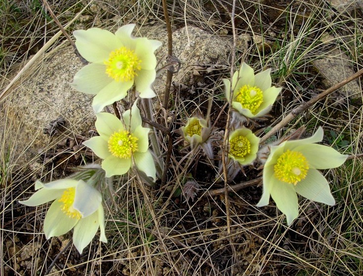 Изображение особи Pulsatilla orientali-sibirica.