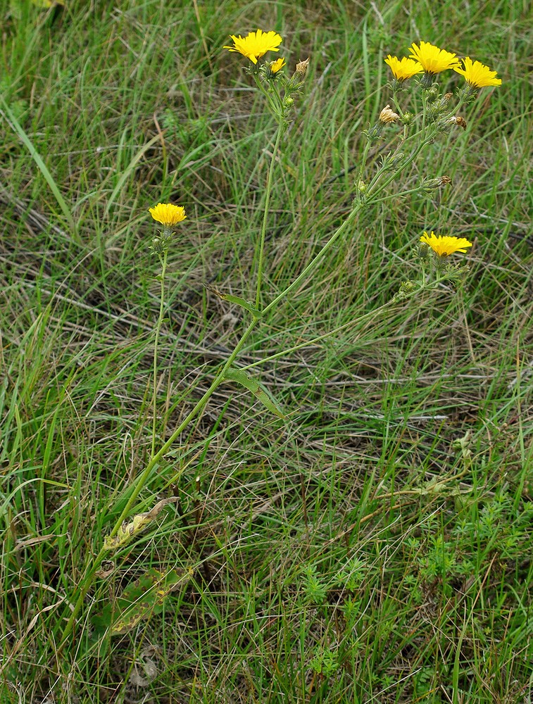Image of Picris hieracioides specimen.