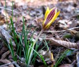 Crocus angustifolius. Цветущее растение. Крым, окр. Ялты, сосновый лес. 18 марта 2012 г.