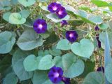 Ipomoea purpurea