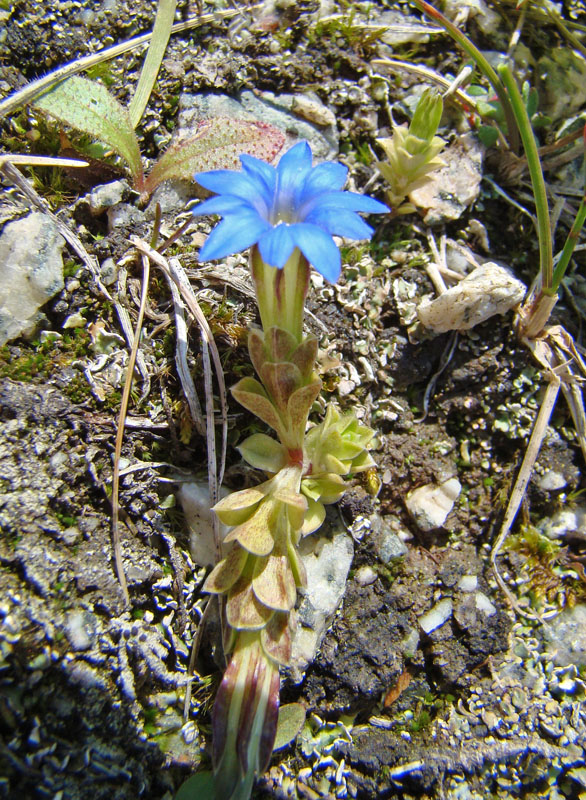 Image of Gentiana karelinii specimen.
