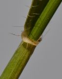 Aegilops sharonensis. Часть стебля с основанием листа. Израиль, Шарон, г. Герцлия, травостой на песчаной почве. 15.04.2012.