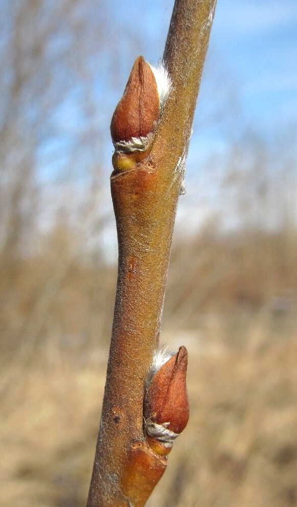 Изображение особи Salix cinerea.