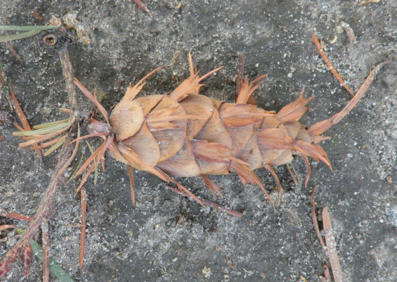 Изображение особи Pseudotsuga menziesii.