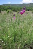 Gladiolus imbricatus