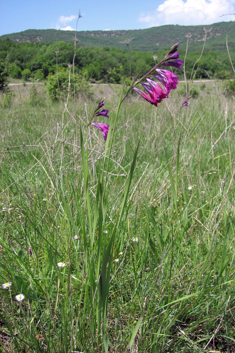 Image of Gladiolus imbricatus specimen.