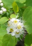 Spiraea chamaedryfolia. Соцветие с кормящимся жуком. Новосибирская обл., Искитимский р-н, окр. дер. Новососедово, памятник природы \"Бердские скалы\". 29 мая 2012 г.