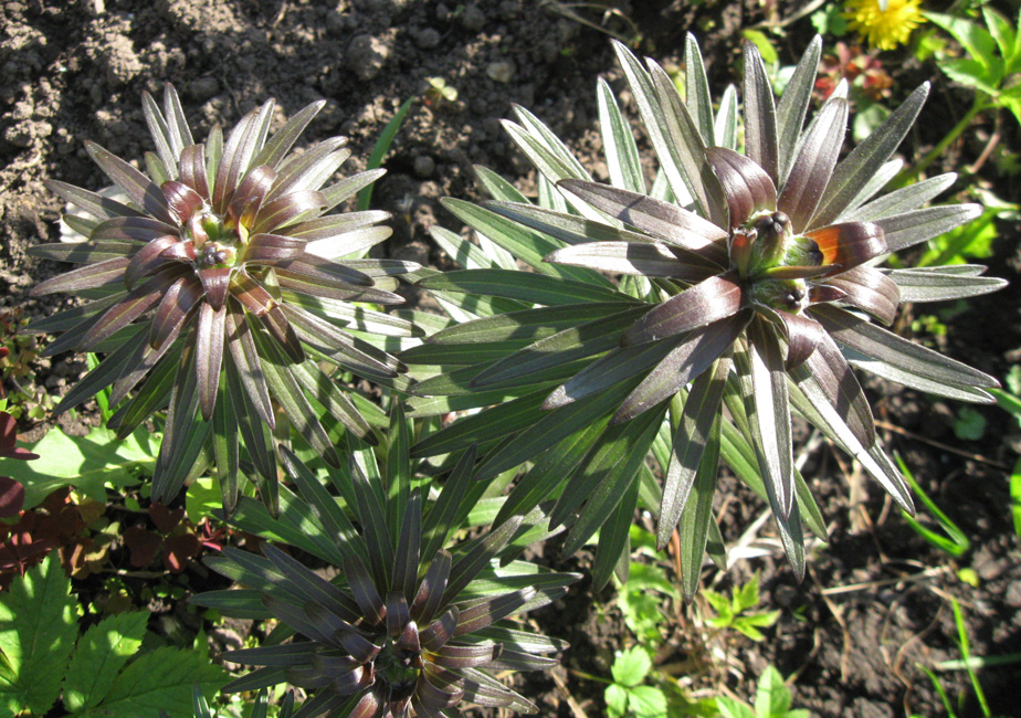 Image of Lilium maculatum specimen.