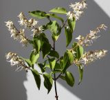 Image of taxon representative. Author is Валерий Куделя