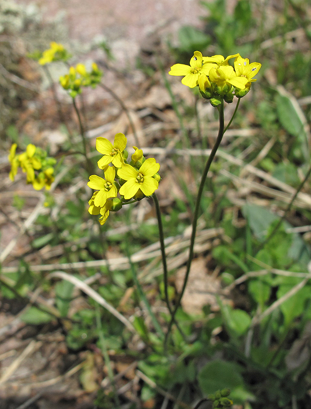 Изображение особи род Draba.