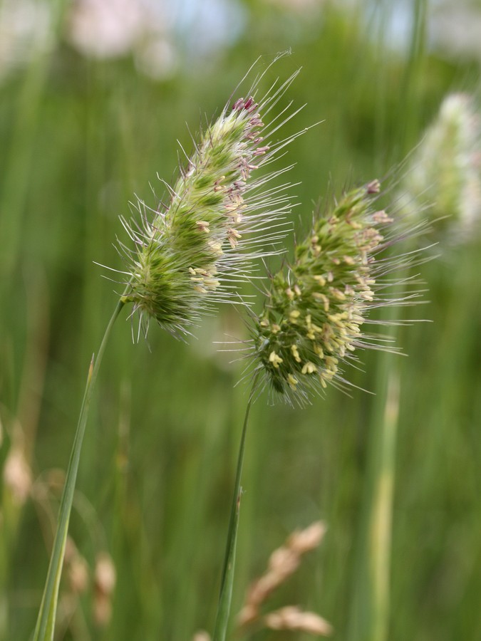 Image of Cynosurus echinatus specimen.