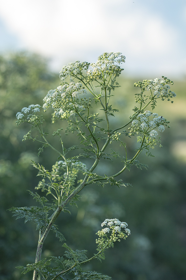 Изображение особи Conium maculatum.