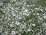 Gypsophila paniculata