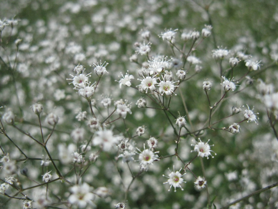 Image of Gypsophila paniculata specimen.