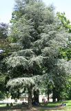 Cedrus libani. Старое дерево. Австрия, Вена, Дворцовый парк Бурггартен. 17.06.2012.