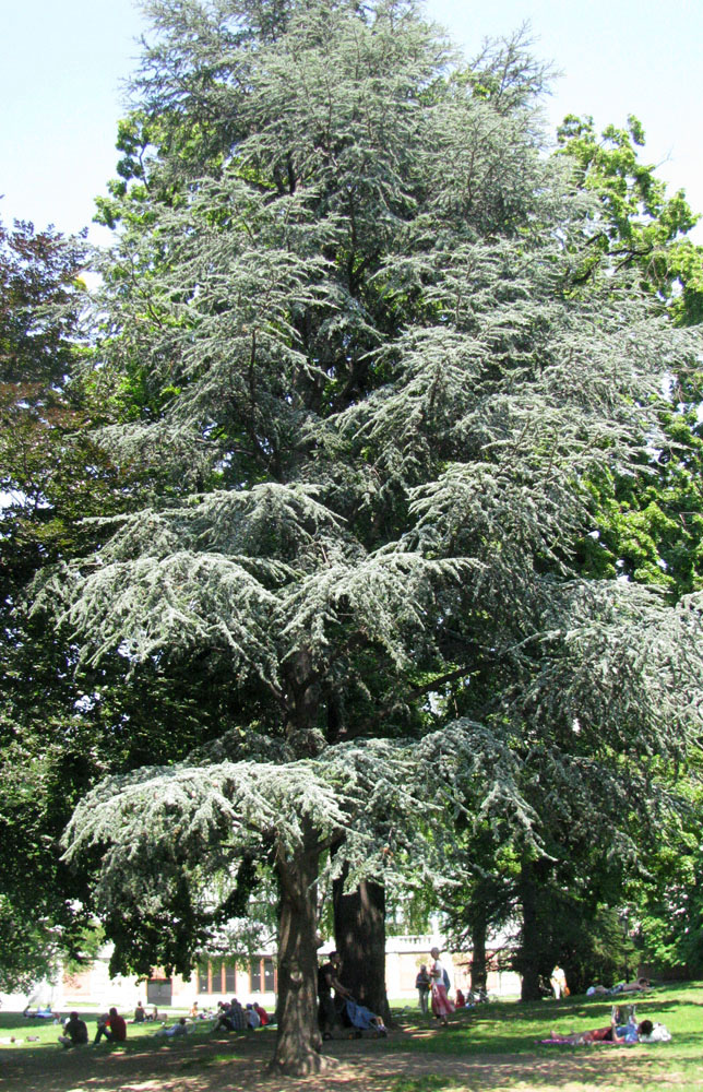 Image of Cedrus libani specimen.