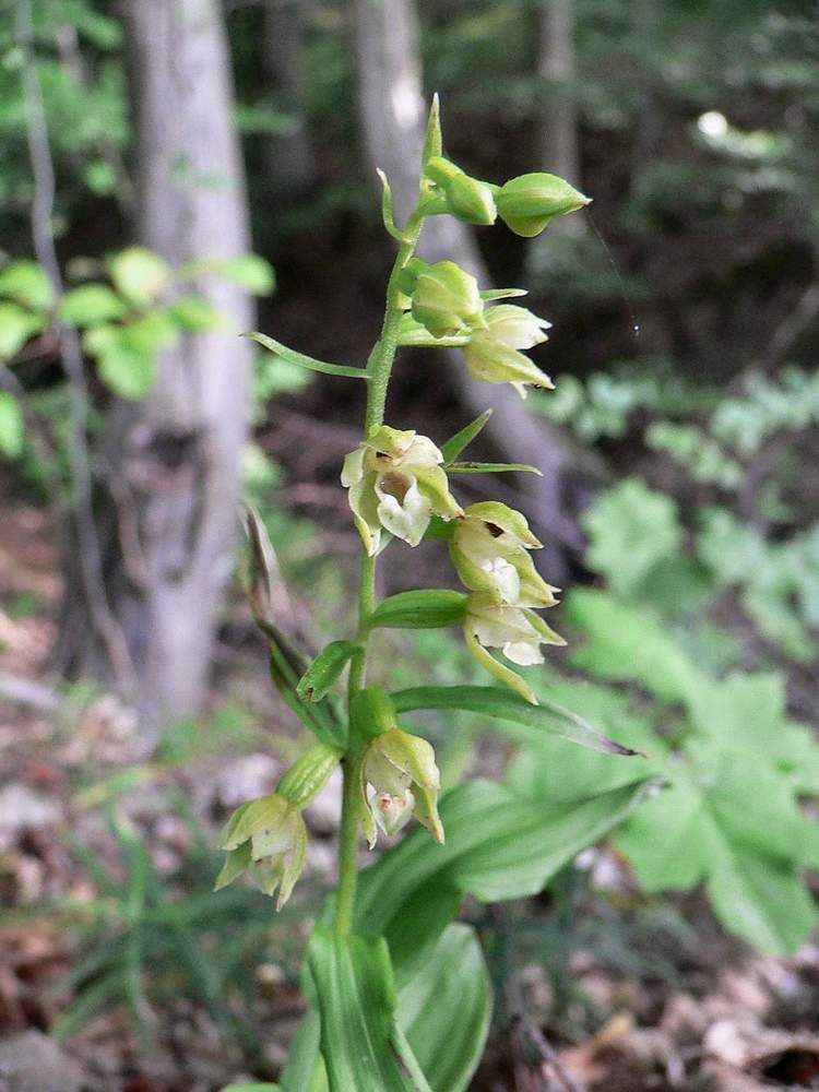 Image of Epipactis albensis specimen.