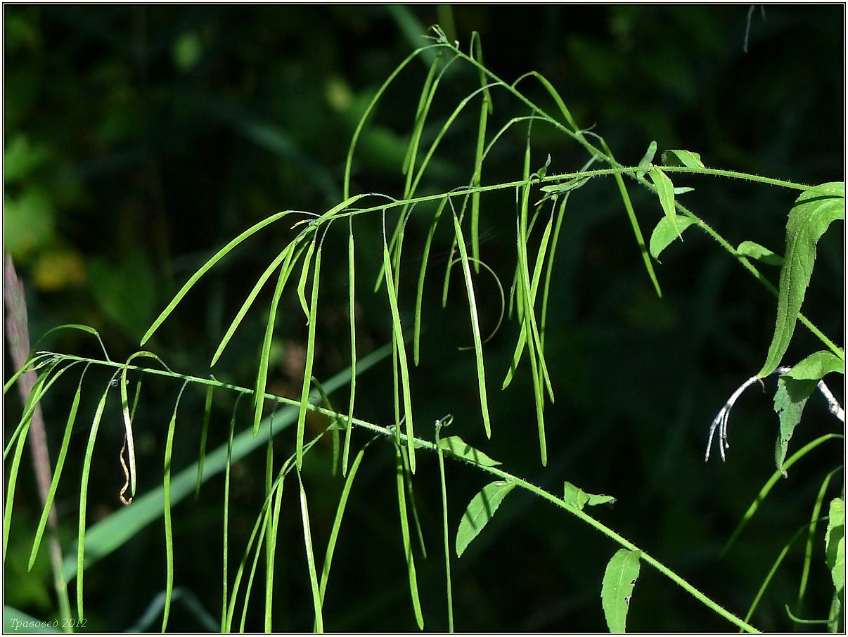 Image of Arabis pendula specimen.