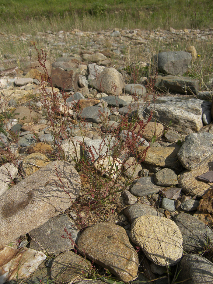 Изображение особи Rumex acetoselloides.