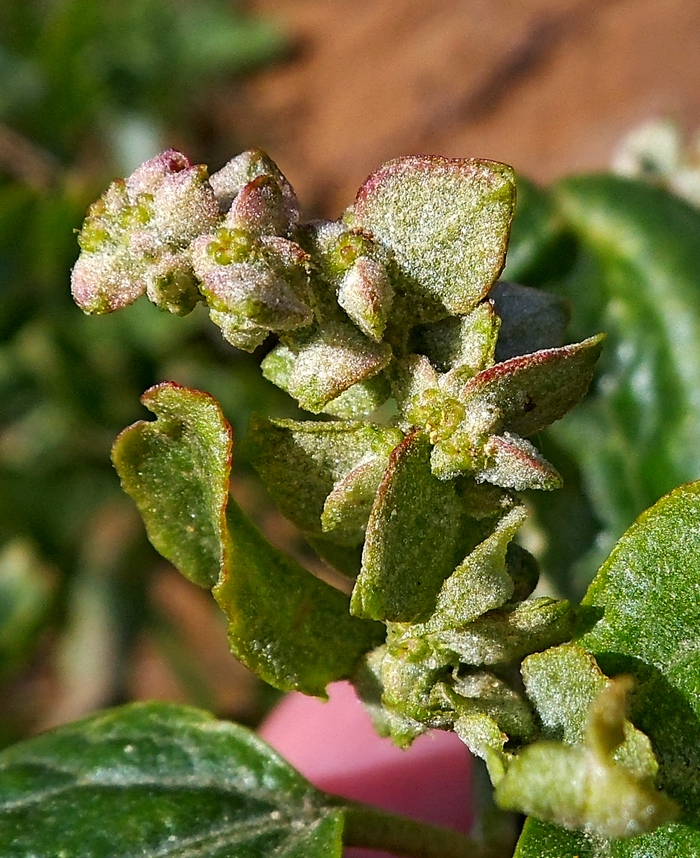 Image of Atriplex sagittata specimen.