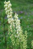 Aconitum barbatum